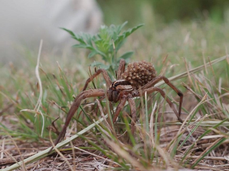 Waco Wolf Spider.jpg